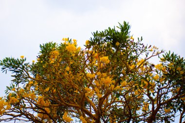 Altın duş rakun çiçek sarı çiçekler güzel çiçekli 