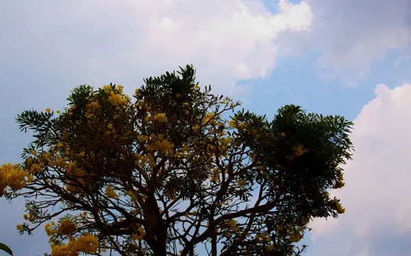 Douche dorée fleurs Coon fleurs jaunes Une belle floraison — Photo