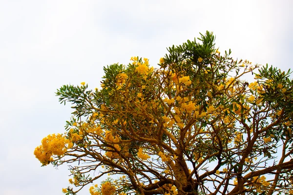 Douche dorée fleurs Coon fleurs jaunes Une belle floraison — Photo