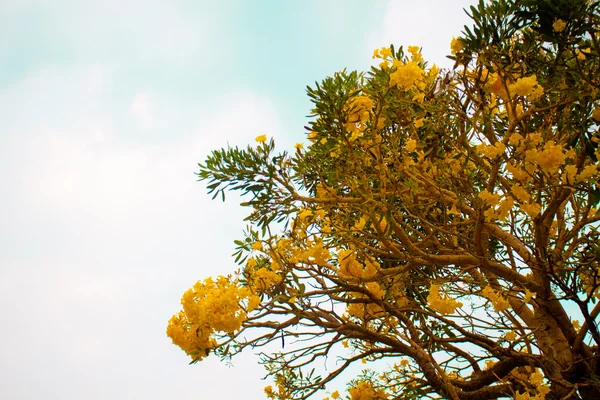 Douche dorée fleurs Coon fleurs jaunes Une belle floraison — Photo