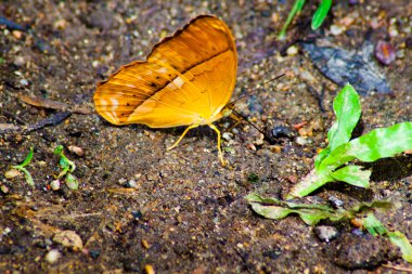 renkli çiçek doğal hayvan yaşamı renkli kelebek