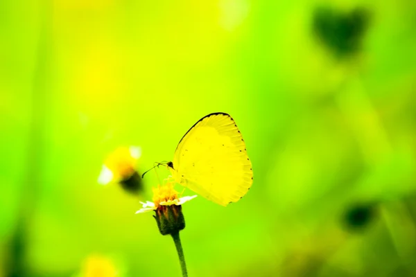 Imagen borrosa de la vida animal natural mariposa colorida en flor colorida — Foto de Stock