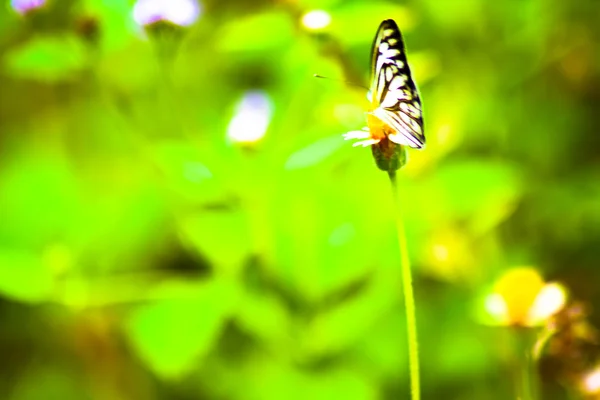 Vie animale naturelle papillon coloré en fleur colorée — Photo