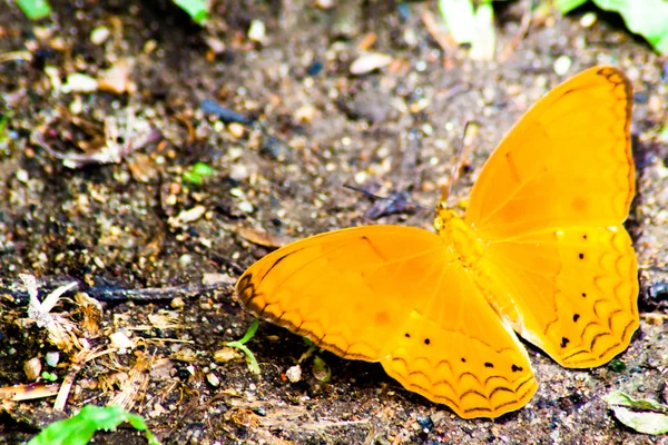 Vie animale naturelle papillon coloré en fleur colorée — Photo