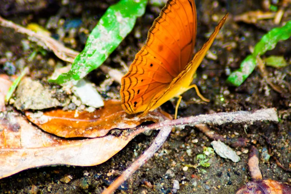 Kolorowy motyl naturalny życia zwierząt w kolorowy kwiat — Zdjęcie stockowe