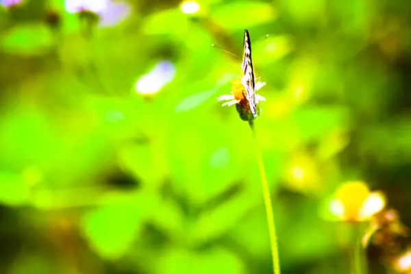 Vie animale naturelle papillon coloré en fleur colorée — Photo