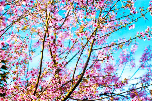 Сакура или цветок вишни на голубом фоне неба — стоковое фото