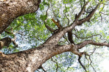 Kurumuş gövde direkleri ve ormanda yeşil ağaçlar.