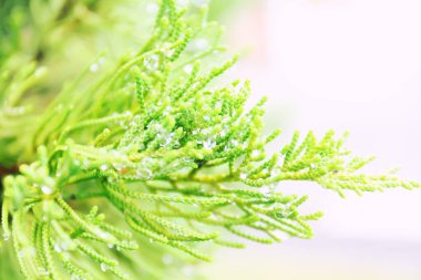 Doğal yeşil yaprağın üzerine su damlası