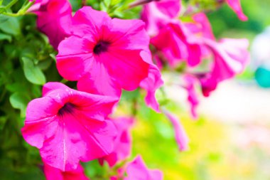 Kırmızı amber çiçeği, Çin gülü veya chaba çiçeği, amberçiçeği rosa