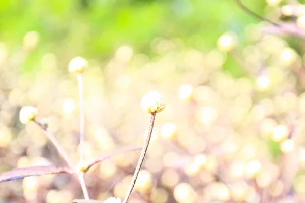 背景想像力の花の自然な創造的な背景 — ストック写真