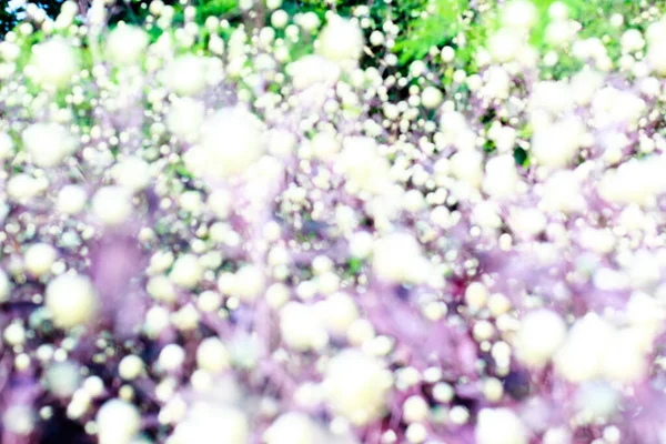 Çiçek açan arka plan yaratıcı hayal gücünün arka planı