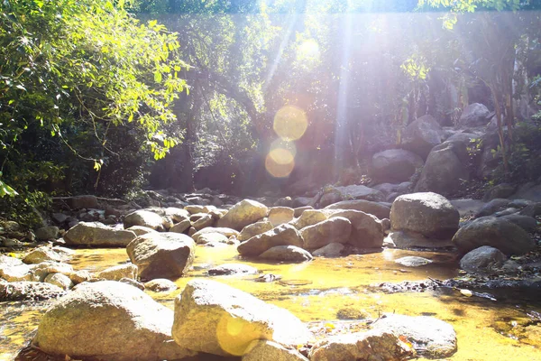 Tropikal orman zemininde şelale