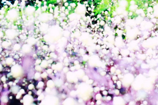 背景想像力の花の自然な創造的な背景 — ストック写真
