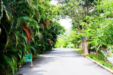 Parktaki bahçe ve yol