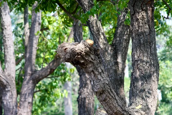 ağaç ahşap açıklama altında