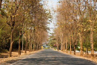 yol alanını ve ormanı