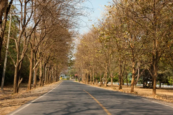 yol alanını ve ormanı