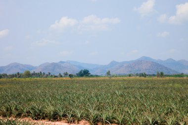 Doğal ananas çiftlik