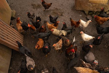 Fakir bir evin ormanında tavuklar