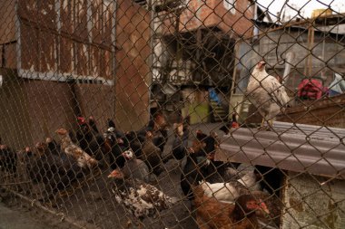 Fakir bir evin ormanında tavuklar