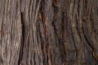 Soyut bir arkaplan olarak yeşil yosunlu ağaç kabuğu