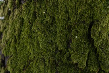 Bir ağacın kabuğunda soyut bir arkaplan olarak yeşil yosun