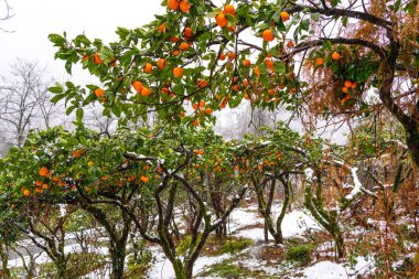 Mandallı ve karlı Mandallı