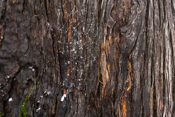 Spider web on the bark of a tree in the form of an abstract background