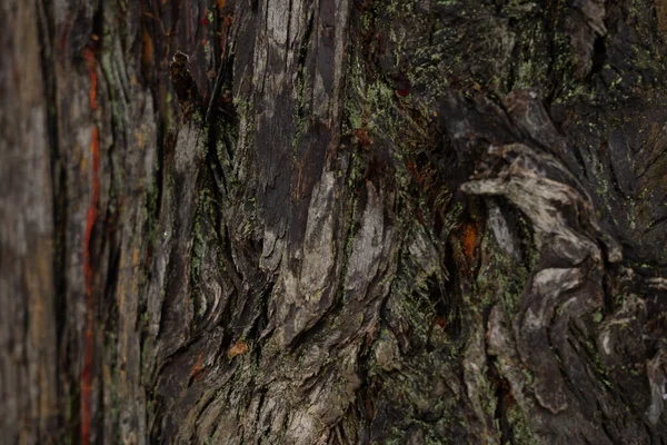 Bark of a tree in the form of an abstract background