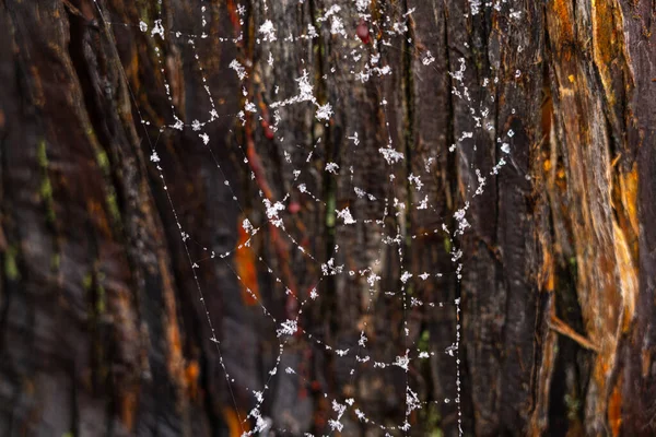 Spider web on the bark of a tree in the form of an abstract background