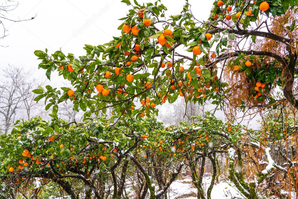 Mandarin branch with tangerines in the snow