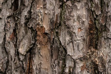 Ağaç kabuğu şeklinde desenli arkaplan