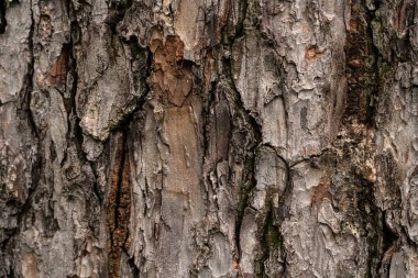 Ağaç kabuğu şeklinde desenli arkaplan