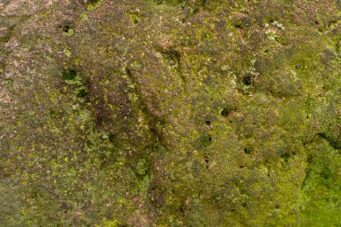 Kayanın üzerindeki yosun şeklinde desenli arkaplan