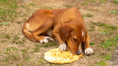 Kahverengi köpek khachapuri dalış stili yer.
