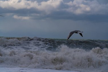 Fırtına sırasında Karadeniz 'deki martılar