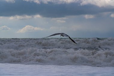 Fırtına sırasında Karadeniz 'deki martılar