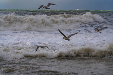 Fırtına sırasında Karadeniz 'deki martılar