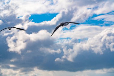 Fırtına sırasında Karadeniz 'deki martılar