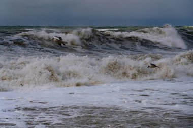 Fırtına sırasında Karadeniz 'deki martılar