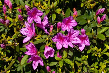 İlkbaharda parkta çiçekler