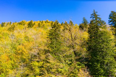 İnsansız hava aracından güzel sonbahar orman manzarası