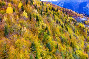 Sonbahar ağaçlarının havadan görünüşü. Yukarıdan renkli ağaçlar
