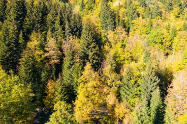 İnsansız hava aracından sonbahar orman manzarası
