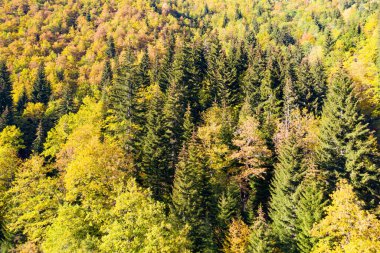 İnsansız hava aracından sonbahar orman manzarası
