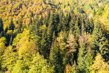 İnsansız hava aracından sonbahar orman manzarası