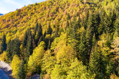 İnsansız hava aracından sonbahar orman manzarası