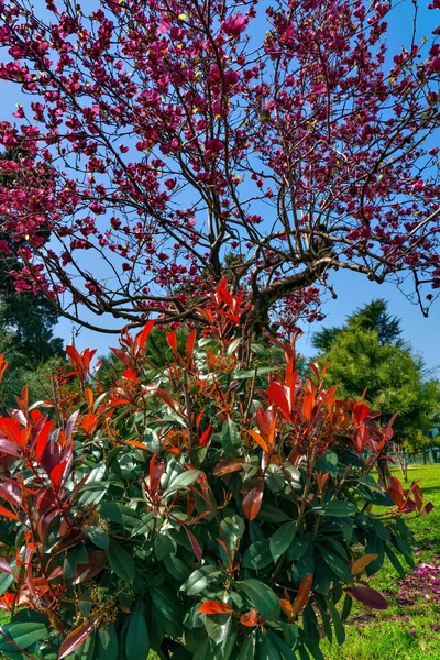 ジョージア州バトゥミ2021年4月7日春に公園内の花 — ストック写真