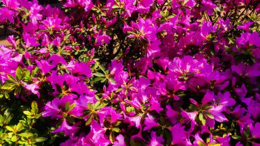 Parktaki çalılıklarda küçük mor çiçekler               